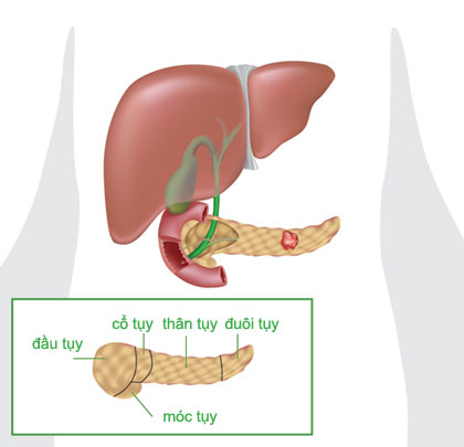 Vị trí của tuyến tụy